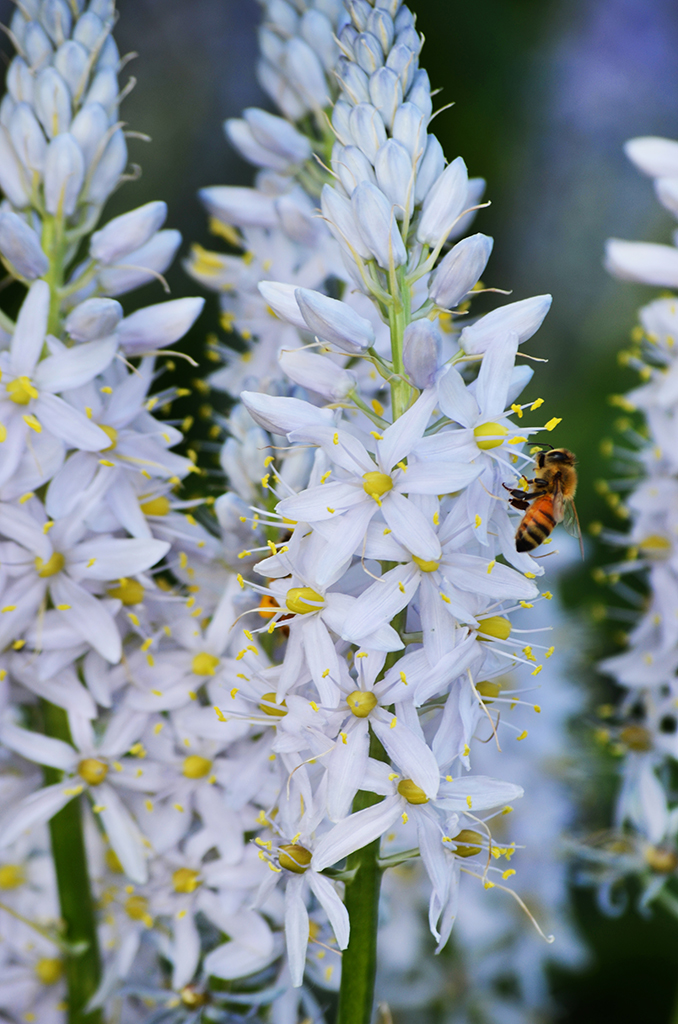 camassia-scilloides-wild-hyacinth-prairie-moon-nursery